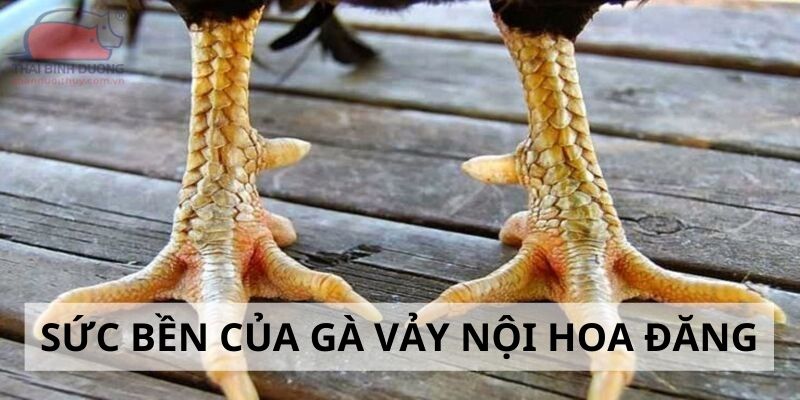 Vảy Nội Hoa Đăng - Đặc Điểm Và Cách Nhận Biết Cực Chuẩn 2024 4 Đánh giá sức bền